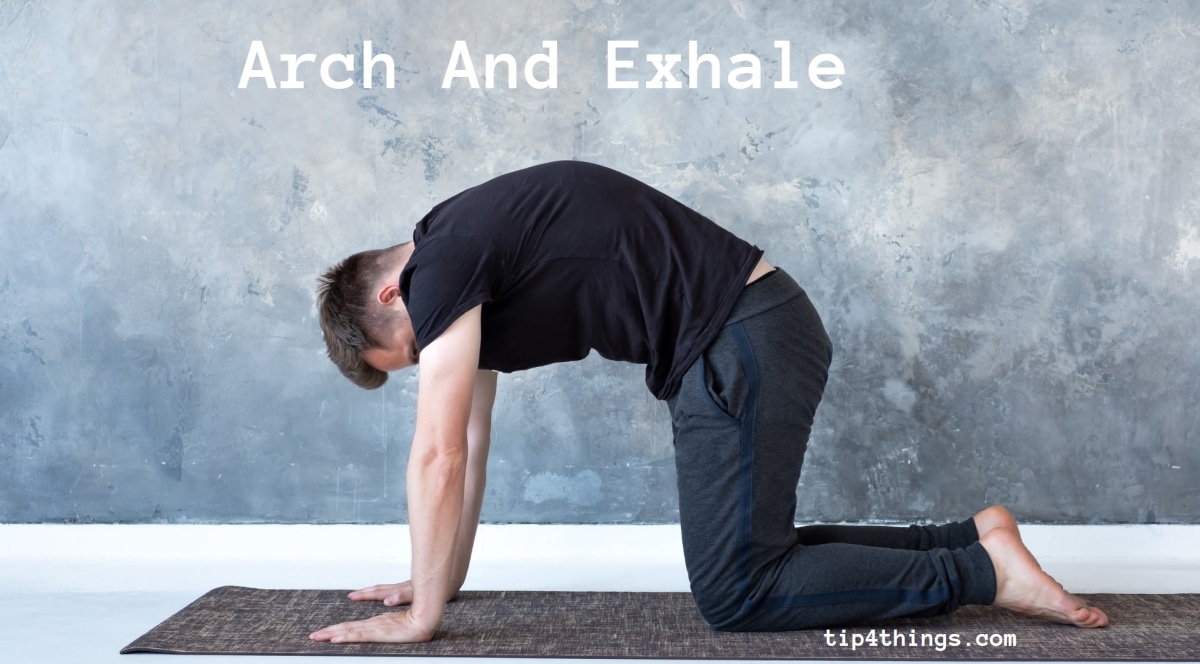 Cat Pose arch and Exhale