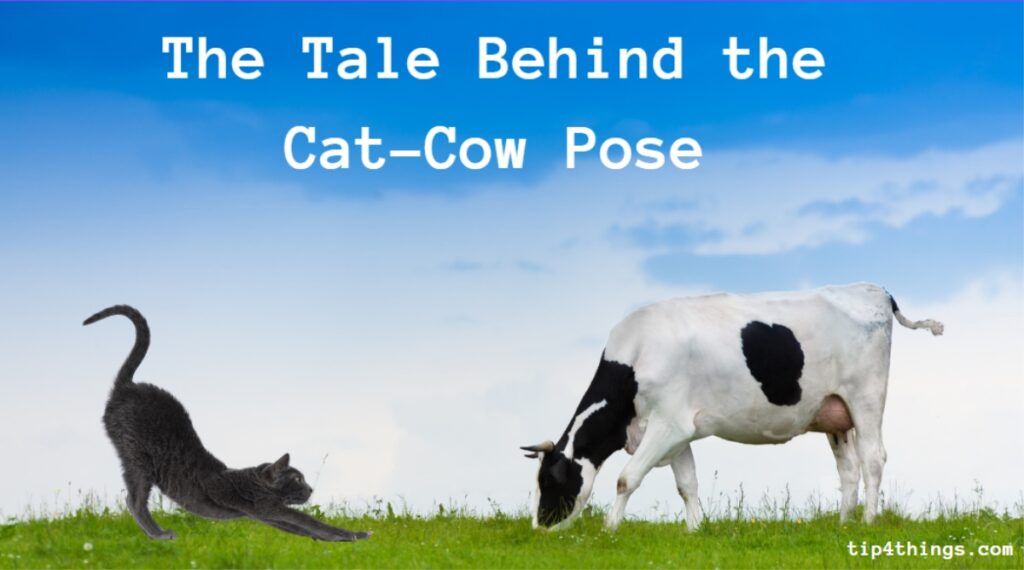 The Tale Behind the Cat-Cow Pose